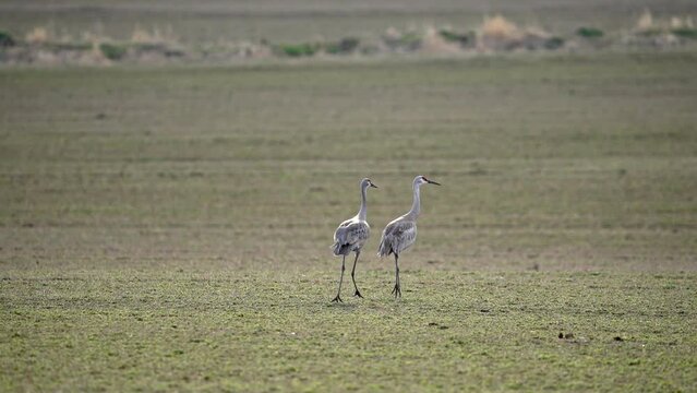 Sandhill Cranes in grassy field as they follow each other during migration in Wyoming.