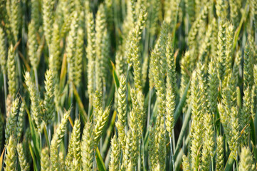 Champ de blé