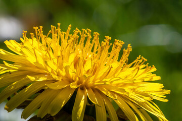 Detail Makroaufnahme einer Löwenzahn Blüte