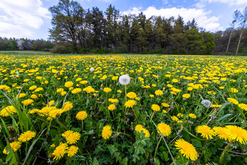 weites gelbes Feld mit Löwenzahn Blüten