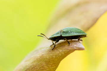 abstraktes Bild einer grünen Blattwanze auf einer Pflanze