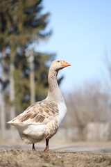 goose on the farm