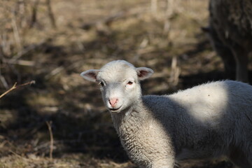 Naklejka premium sheep in the field
