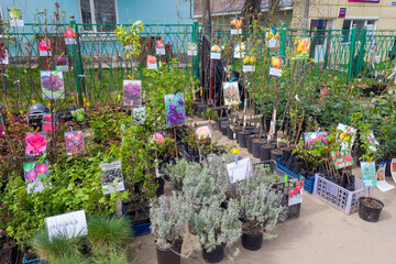 Sale of flower seedlings on the Big street market, Summer day