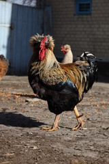 rooster and hen