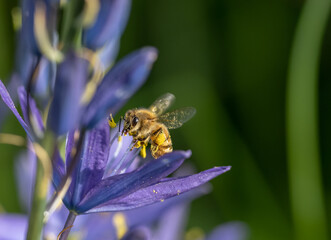 Honeybee visiting blue Camas wildflowers (Apis mellifera, Camassia leichtlinii)