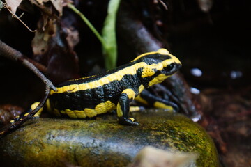 salamandre