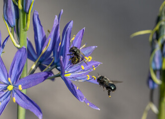 Two Mason Bees pollinating native Camas wildflowers (Osmia lignaria, Camassia leichtlinii)