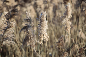 Fototapeta premium reeds blowing in the wind in sunlight