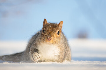 a squirrel running through snow on a roof in winter