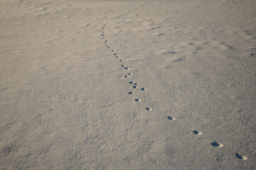 footprints of an animal in the snow