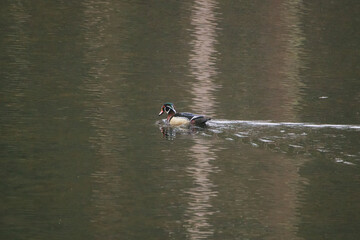 A wood duck (aix sponsa) swimming in a pond