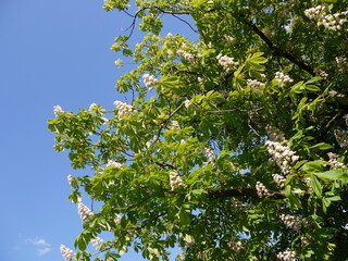 Fototapeta premium Pflanzen im Frühling