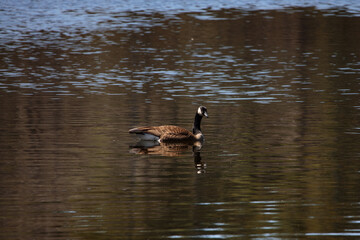 A canadian goose (Branta canadensis) swimming in a pond