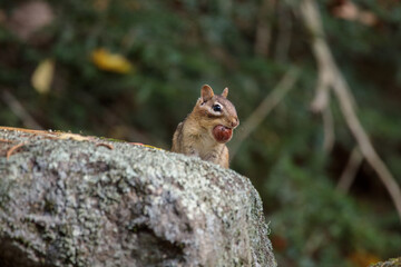 a chipmunk siting on a rock in a forest with an acorn in it's mouth