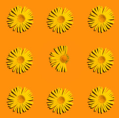 A pattern of yellow daisies on an orange background, and inside a chamomile without part of the petals. Modern minimal flat lay.