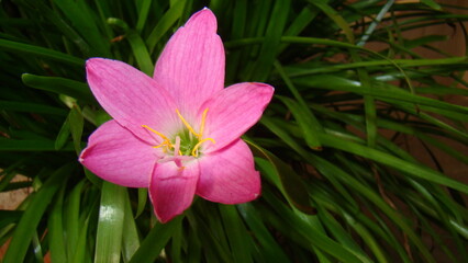 pink and yellow flower