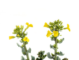 The first flowers on the shoots of white cabbage on a white background.