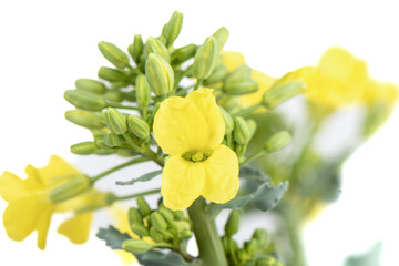 Obraz premium Macro shot of the first white cabbage flowers on a white background.