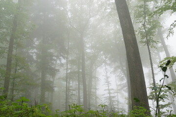 Der Wald im Nebel