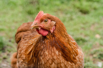 Chicken on Free Range Poultry Farm in rural Lancaster County, Pennsylvania 
