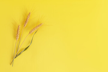 Ears of wheat  yellow background. Concept of Jewish holiday - Shavuot. Top view.