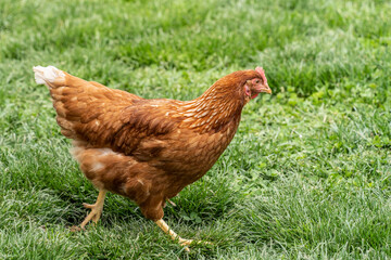 Chicken on Free Range Poultry Farm in rural Lancaster County, Pennsylvania 