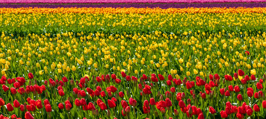 Fototapeta premium vibrant tulips in variety of colors in Skagit Valley in Washington State during the spring season