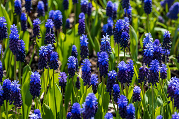 vibrant tulips in variety of colors in Skagit Valley in Washington State during the spring season
