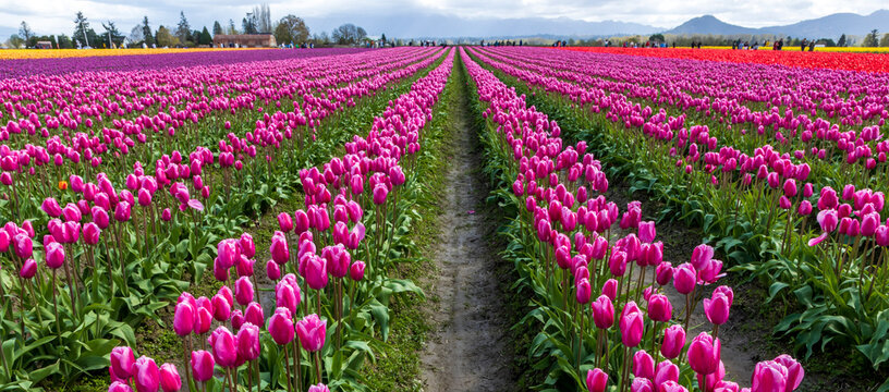 vibrant tulips in variety of colors in Skagit Valley in Washington State during the spring season