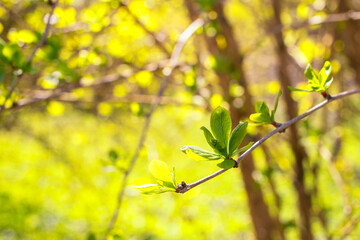 The first spring gentle leaves, buds and branches macro background