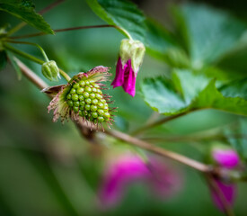 A solitary young salmonberry surrounded by red pink flowers and green leaves in the background
