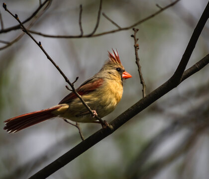 Close-up of a Female Cardinal in a Tree in the Backyard
