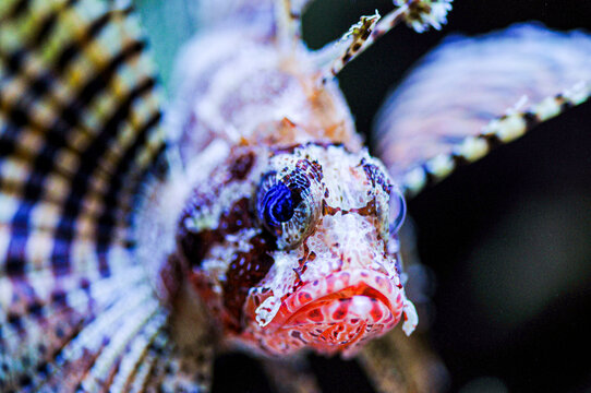 Tropical Venomous Fuzzy Dwarf Lionfish Macro Underwater with Electric Eyes