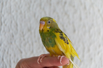 A yellow-green budgerigar sits on a hand. The most common and popular variety of domestic parrot. Close-up.