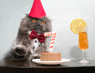 A funny British cat in a red cap on his head, a white shirt with a red bow tie, sits at a table with a cake with the number seven and a glass of whiskey with lemon. The cat is celebrating a birthday.