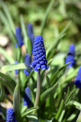 Purple muscari hyacinth flowers illuminated by the sun grow in the open ground in the park. Vesenie flowers close-up.         