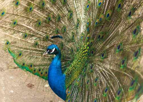 peacock head. Bright blue and green feathers. Peacock portrait. The bird looks into the camera. Peacock eye. Bright bird color. High quality photo