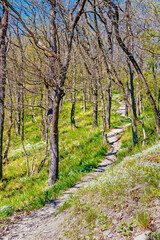 Weg in den Frühlingswald