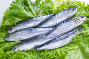 sardine fish
