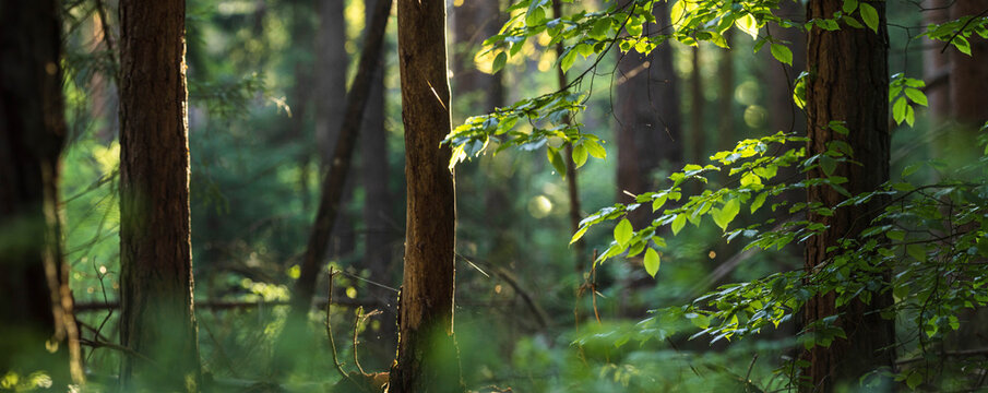 Green Spring Forest in the Early Morning. Beautiful Landscape with Nature