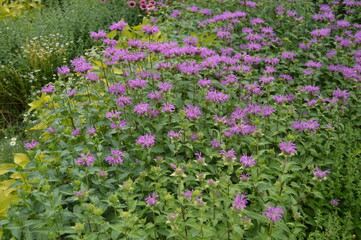 Mound of purple and pink bee balm in bloom mid summer afternoon