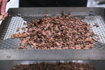 A man sifts nuts from large debris to extract cedar nuts from Siberian pine cones.