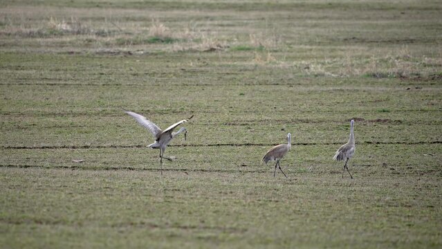 Sandhill crane playing with cow dung in green field stomping it and tossing it around.