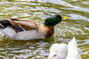 Mallard drake swimming on a pond. Birds of Prey Centre, Coledale, Alberta, Canada
