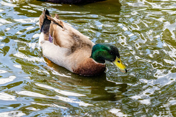 Mallard drake swimming on a pond. Birds of Prey Centre, Coledale, Alberta, Canada