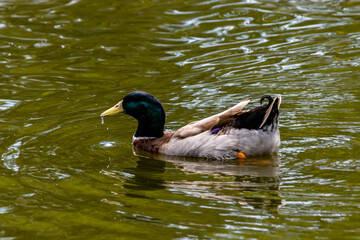 Mallard drake swimming on a pond. Birds of Prey Centre, Coledale, Alberta, Canada