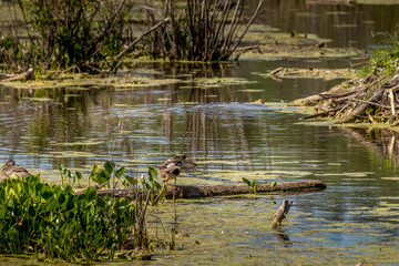 Mallard hen preening Elk Island National Park Alberta Canada