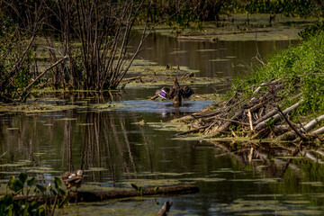 Mallard hen preening Elk Island National Park Alberta Canada