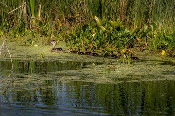 Mallard hen and chicks Elk Island National Park Alberta Canada